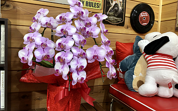 Pecoちゃん1周年ブログ